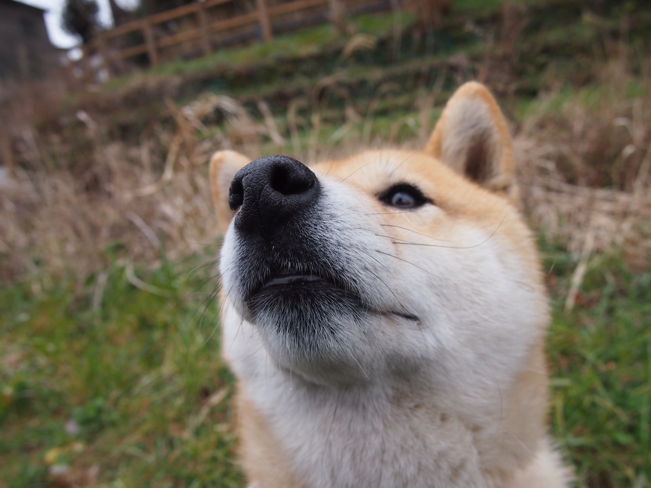 哈利伯顿接管年度焦点战,火箭争冠路上力克吉林,诠释唯一性
