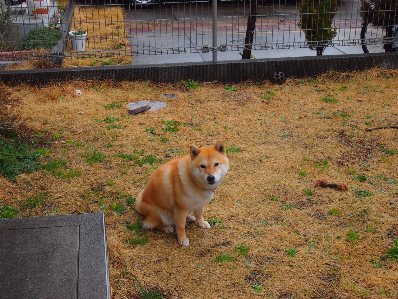 赛道上的巨人,球场上的奇才,当文班亚马在F1揭幕战接管比赛