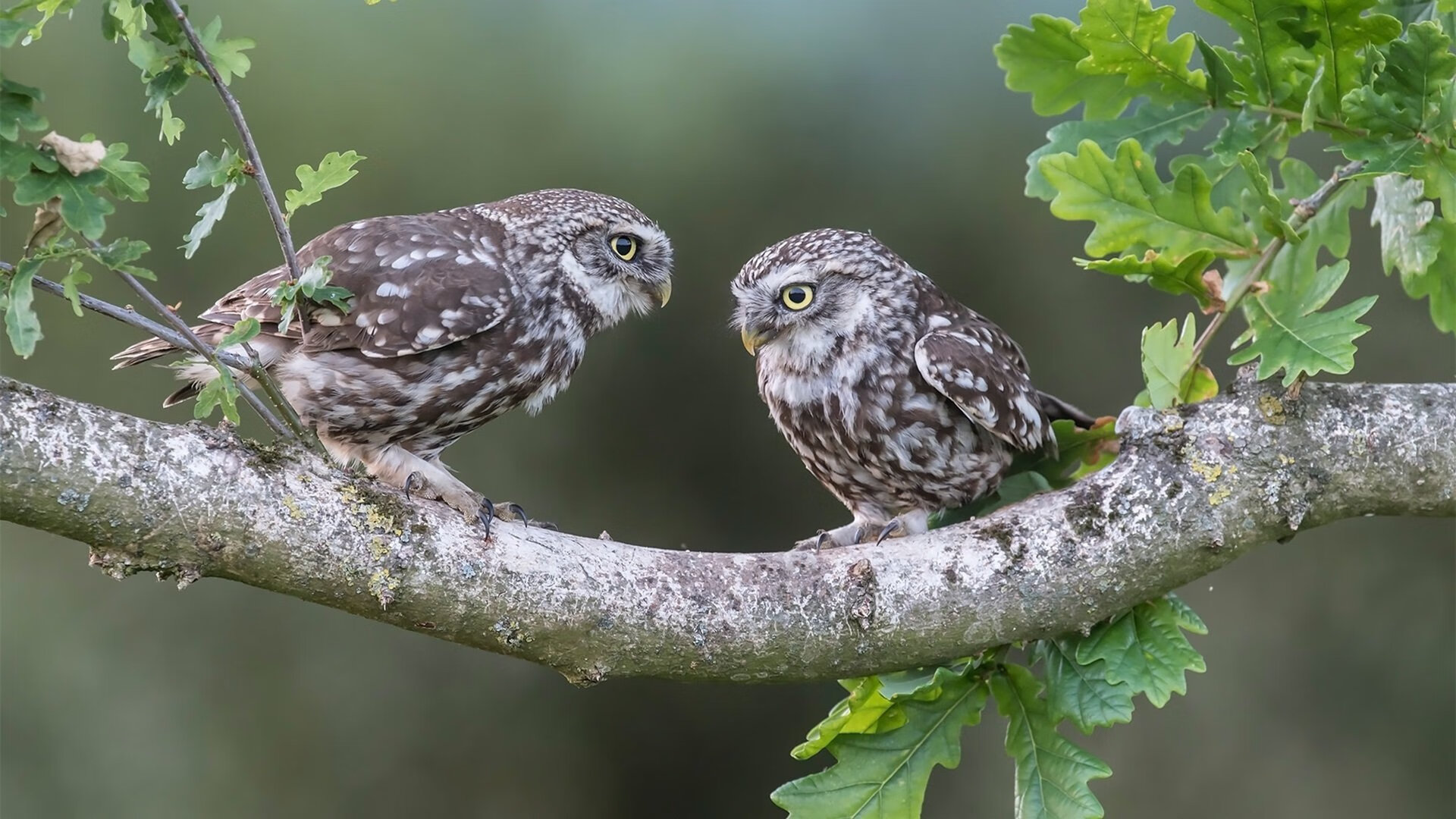 卡拉斯科之夜,当季后赛的舞台遇见无解的艺术